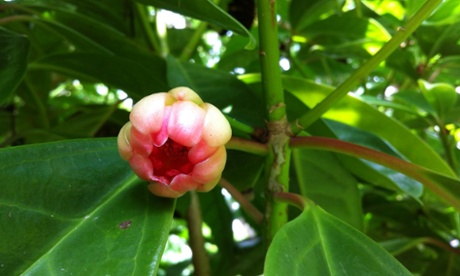 Illicium majus