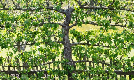 Between the lines: an espaliered pear tree.