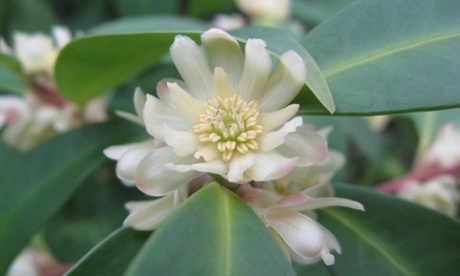 Illicium simonsii