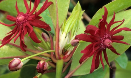 Illicium floridanum