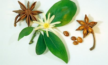 Star Anise (Illicium verum)