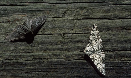 Two wing colour traits of peppered moths, <em>Biston betularia</em>; charcoal-coloured (melanistic; L) and pale-coloured (R) forms on a dark background. Essex, England, UK.