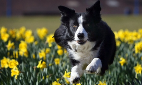 Daft sheepdog bounding through a field of daffs.