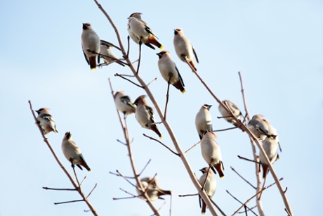 Waxwings can be spotted in British trees in winter.