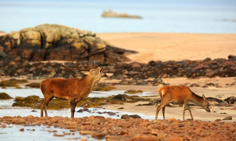 Red deer on the Isle of Rum.
