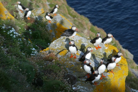 Puffin colonies on the cliffs at Sumburgh Head.