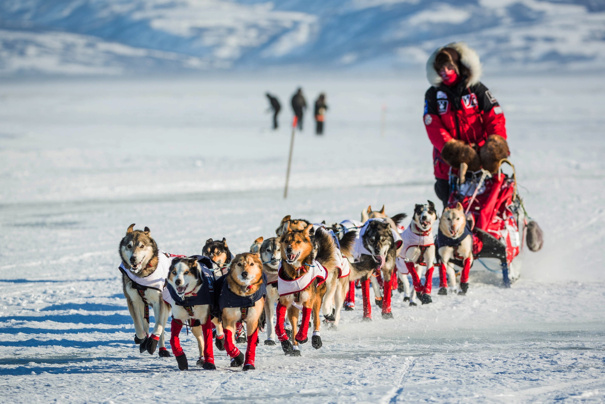 Iditarod 2015 The toughest dog sled race on Earth in pictures