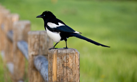 Magpie 