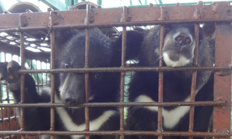 Caged bears in the the Golden Triangle Special Economic Zone, purportedly for eating.  