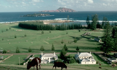 Cattle grazing near the old penal colony on Norfolk Island.