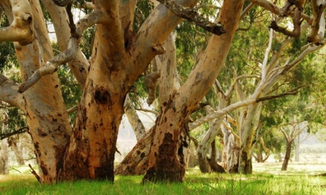 river redgum