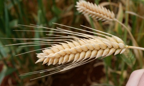 Another beautiful image of wheat during a field visit to the International Center for Agricultural Research in the Dry Areas in Syria.