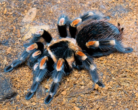 Meet the Mexican red knee tarantula at Amazona Zoo.