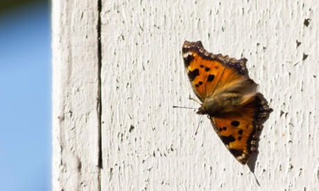 Scarce Tortoiseshell, Nymphalis xanthomelas, butterfly
