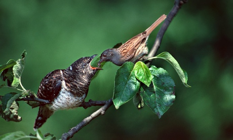 A dunnock feeds its adopted offspring, a cuckoo.