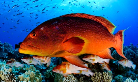 Variola louti and Epinephelus fasciatus on the fore reef of Oeno Atoll, Pitcairn Islands
