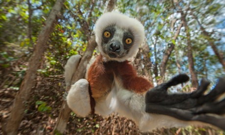 A lemur looks a splendid evolutionary result of Madagascar's isolation as an island.