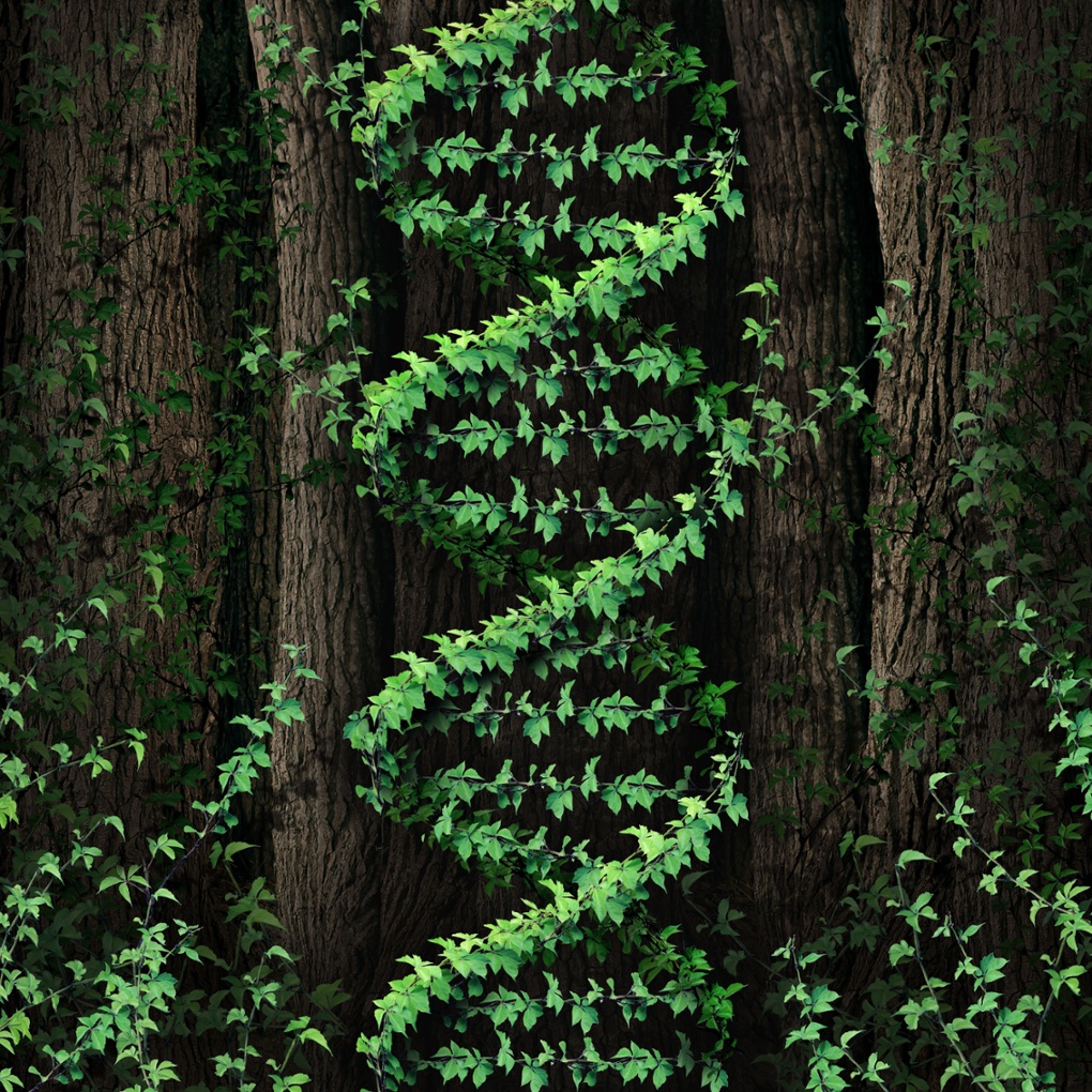 Double-stranded DNA helix in a dark forest for the Tree of Life.