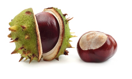 Few kids today would know what to make of this rare green hedgehog.