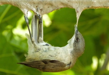 A handout picture released by the Commitee against Bird Slaughter (CABS) and taken in Paralimni on April 15, 2014 shows a Lesser Whitethroat (Sylvia curruca) caught on a lime stick bird trap. Two million birds were killed by poachers  on the Mediterranean Island in 2013 according to nature conservationists.
