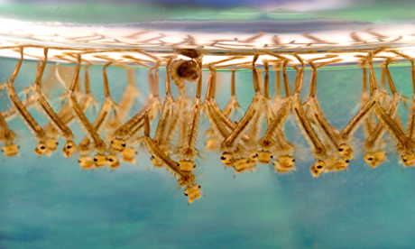  Larvae of Culex mosquitoes make dense groups in standing water.