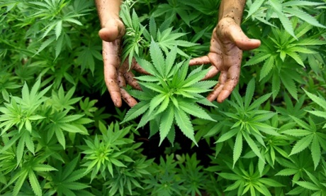 Cannabis, science and television - a potent mix?