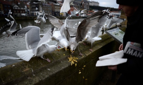 The government is targeting seagulls, which campaigners say have become a scourge on British towns and cities.