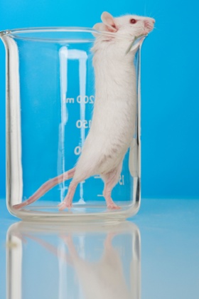 mouse in beaker