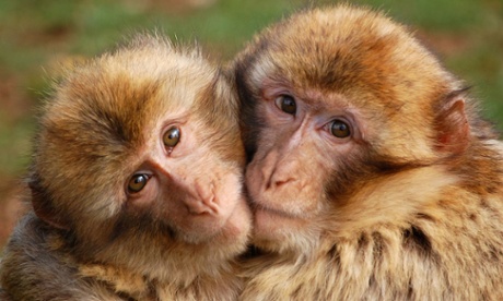 Monkeys hug