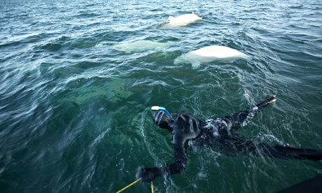 Snorkeling with belugas in Hudson Bay