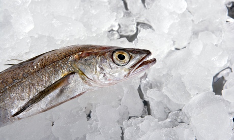 Hake fish