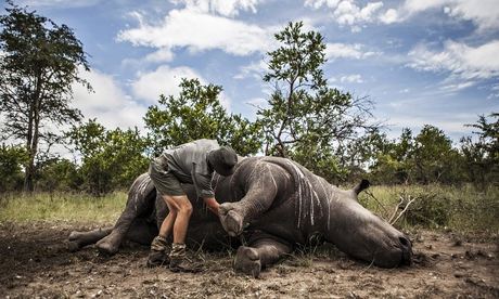41 rhinos killed for horns in 2015