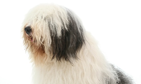 All the colours of Atlantic clouds: an Old English sheepdog