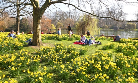 Daffodils in St James's Park, London