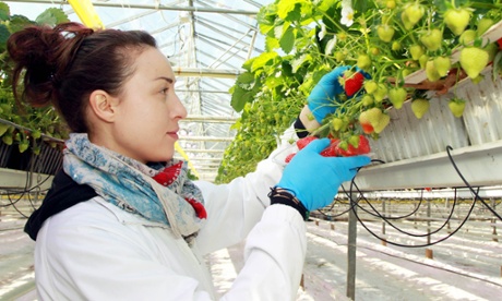 Farmer picks British strawberries.
