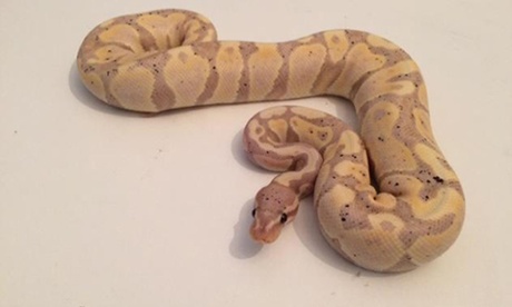 A royal ball python, which was among the 38 stolen last week.