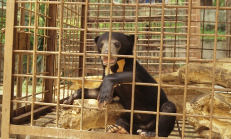 A sun bear, the world's smallest bear, in a bile farm. 