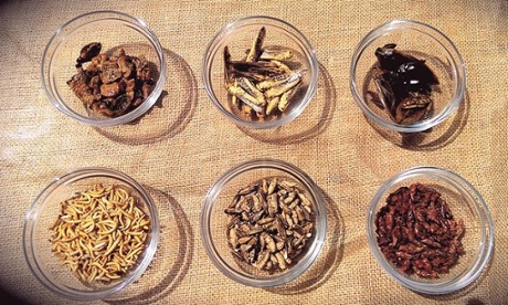 Grub Kitchen insects