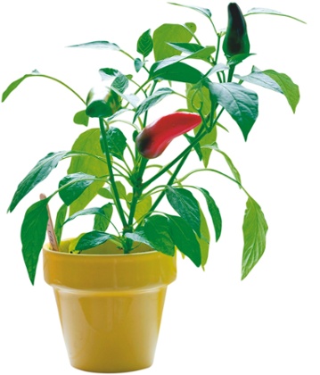 Chilli Pepper ‘Fresno’.