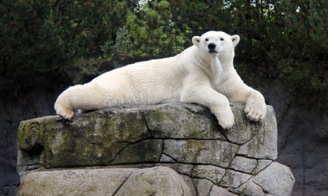 Victoria polar bear