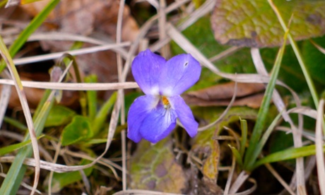 The first violet on Wenlock Edge.