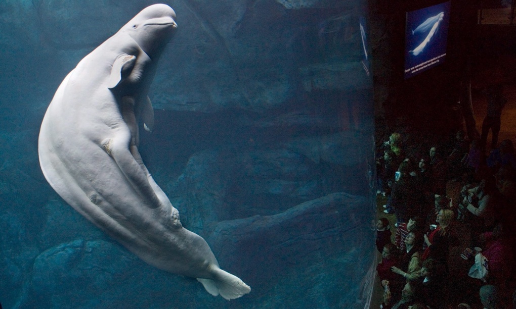 The aquarium applied in June 2012 to import 18 whales, saying it would help...