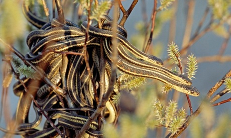 Red-sided garter snakes in a mating ball in the branches of a bush.