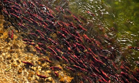 Salmon run