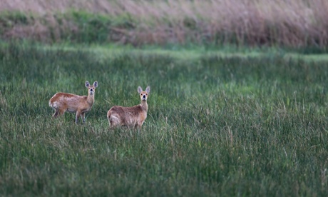 A pair of Chinese water deer in the fens.