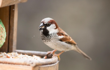 House sparrow with suet pellet in bill on bird feeder