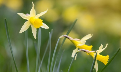 Wild daffodils (Narcissi pseudonarcissus).