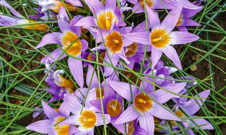 Gardens: Romulea clusiana