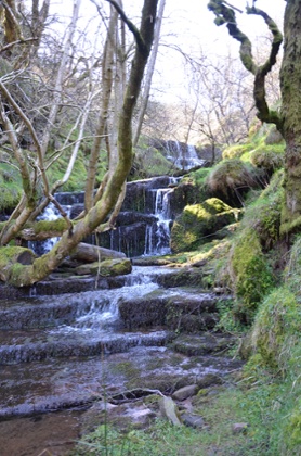 The forest at Grwyne Fawr.