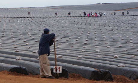 In this Sept. 25, 2014 photo, day laborers work in a strawberry field as they prepare the field for planting in the Valle de San Quintin, part of the municipality of Ensenada, south of Tijuana in Baja California, Mexico. On March 16, 2015, workers from about 60 farms in the area walked off their jobs to demand better pay and labor conditions. (AP Photo/Omar Millan)